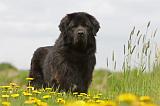 DOGUE DU TIBET 226